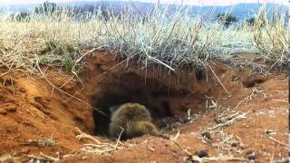 Gosa meerkat gang episode 3..