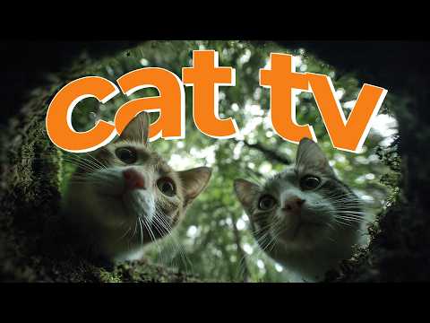 Cat TV: 6-Hour Bird Videos & Calming Music for Cats
