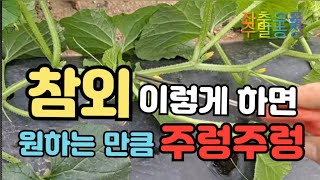 참외)) 야무지게 잘 자라고 있어요! 