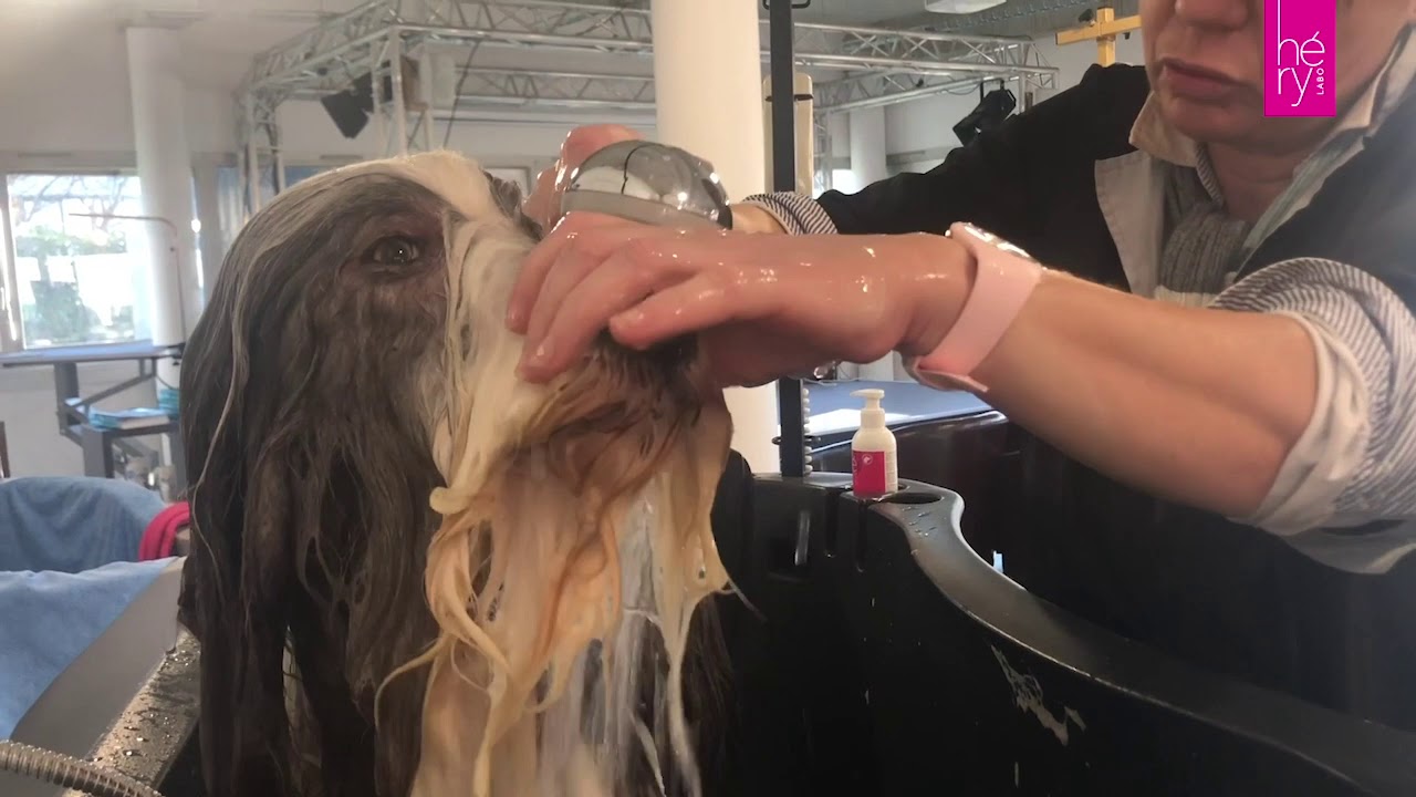 Comment toiletter un chien à Poils longs 