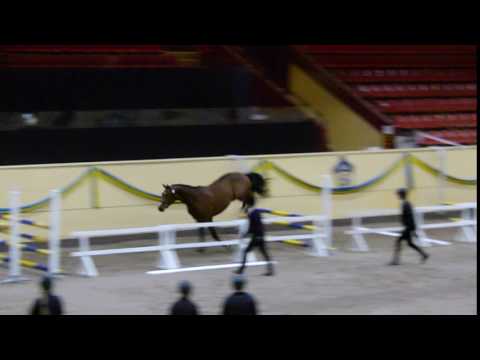 Baloé Hp f 14 e  Balou du Rouet Clearway 2