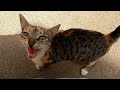 Cute Cat Tells Me With A Loud Meow That She Is Hungry