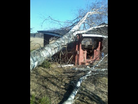 Metsolan Metsäkoulu 193 - Jounin emämokat puunkaajossa