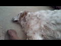 Doggity Dog Dog