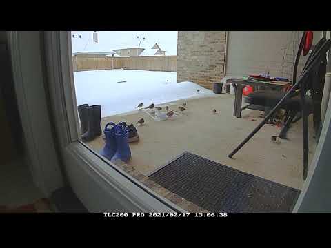02-17-2021 NW Louisiana birds feeding while it snows