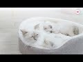 Royal Canin FHN Mother & Babycat