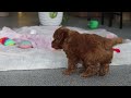 Cavapoo dogs for sale: Maggie - Video 1
