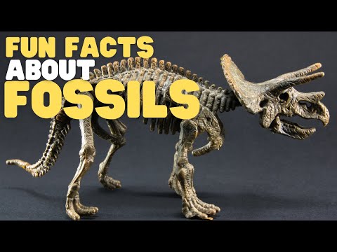 Fun Facts about Fossils | Interactive | Learn about what fossils are and how they form