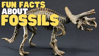 Fun Facts about Fossils | Interactive | Learn about what fossils are and how they form
