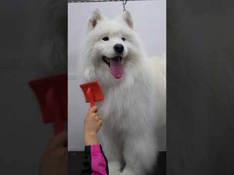 ASMR Samoyed Dog Grooming