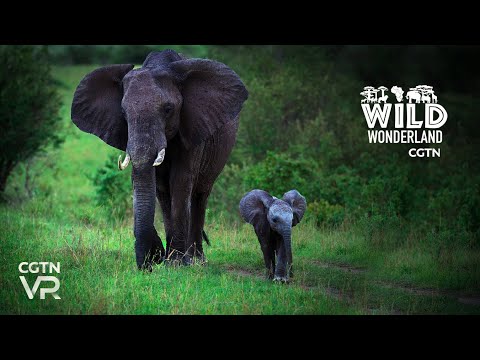 360° VR: Surrounded by elephants at Kruger National Park