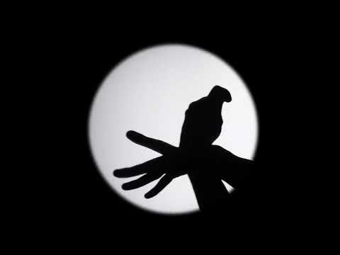 Les ombres errantes | Iddo Bar-Shaï | Philippe Beau