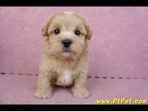 11/02馬爾泰迪 I 公幼犬(屏東市)