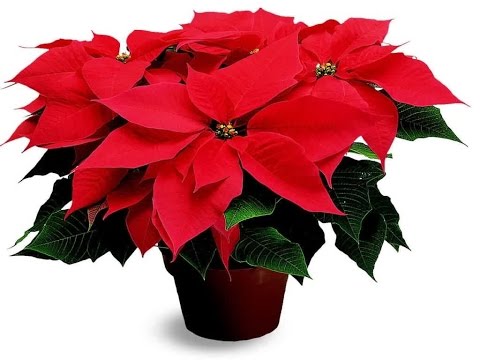 Cómo decorar con plantas naturales en Navidad