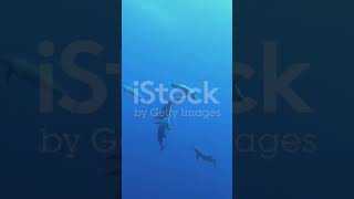 Download lagu Deep Sea Predators: Goblin & Sixgill Sharks Unveiled! #DeepSeaPredators #GoblinShark #SixgillShark mp3