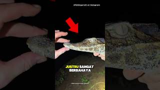 Download lagu Pria ini Pergi ke Hutan Amazon tapi... 😮 #shorts mp3