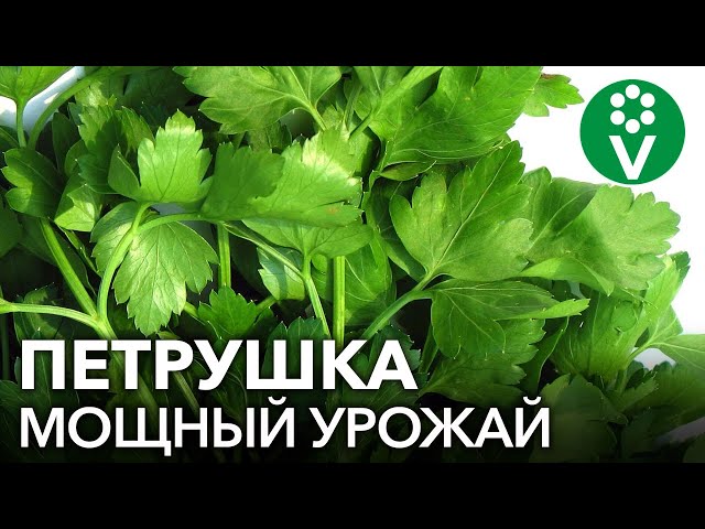 ТРИ СЕКРЕТА для огромного УРОЖАЯ ПЕТРУШКИ! ЙОД, МОЛОКО&hellip;что ЕЩЕ?!