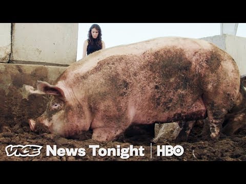Pigs Are Eating Las Vegas' Casino Leftovers and It's Saving the Planet