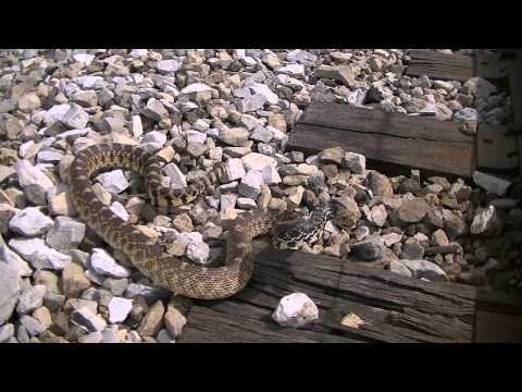 Bullsnake pt. 2