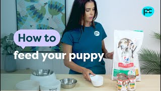 Vet Explains How to Feed Your Puppy