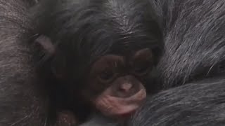 Baby chimpanzee born at Saint Louis Zoo