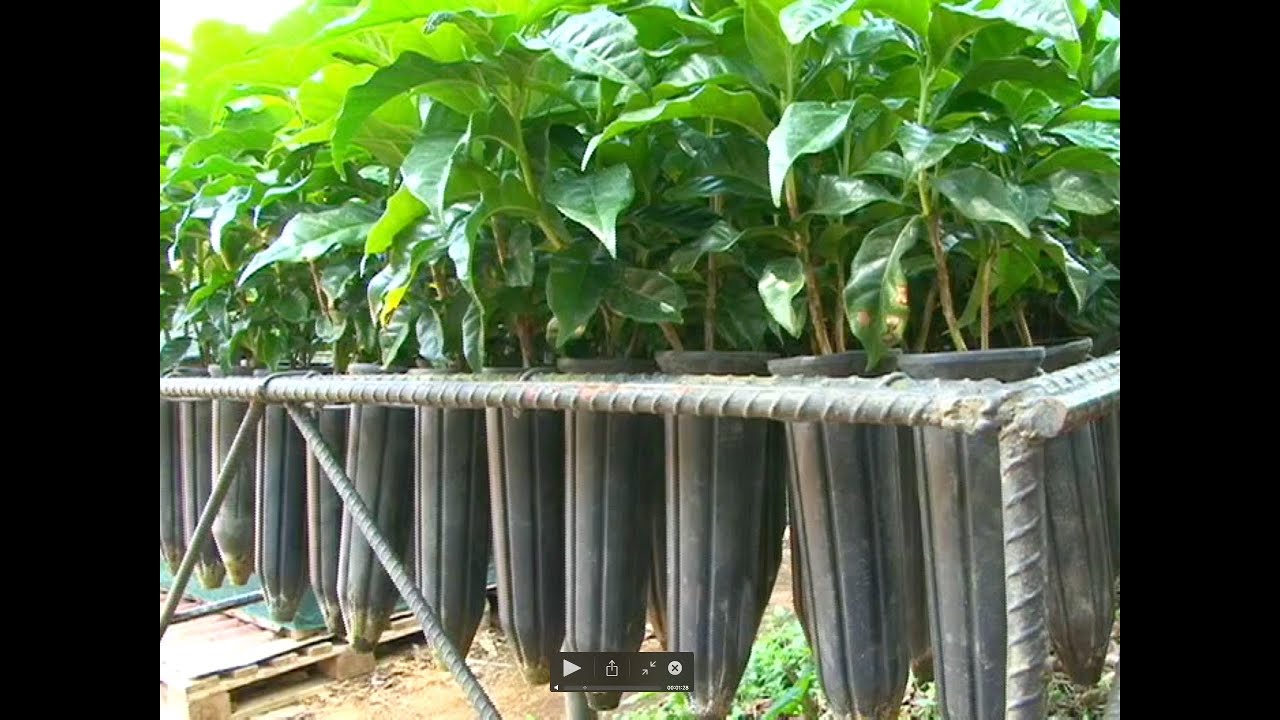 Almácigo de café en tubete