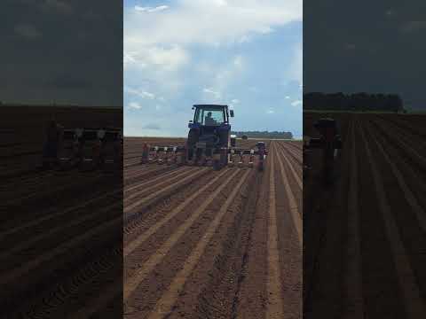 Plantio de Cenoura 🥕 Stanhay  9 linhas Duplas. Santa juliana mg