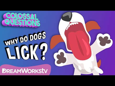 Why Do Dogs Lick Everything? | COLOSSAL QUESTIONS