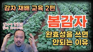 봄감자에 완효성비료는 쓰지 마세요 감자에 필요한 양분량 모두 알려드립니다  | 감자 재배교육 2편 | 농사 …