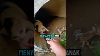 Download lagu Induk kucing ini menyelamatkan anak anaknya dari banjir mp3