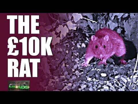 The £10,000 rat & red squirrel rangers – AirHeads, episode 2 The £10,000 rat & red squirrel rangers – AirHeads, episode 2