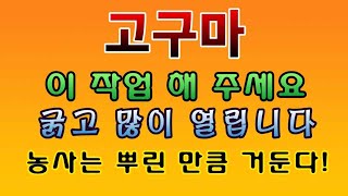 [텃밭농부. 1,192]  고구마 이 작업 해 주면 굵고 많이 열린다 #고구마재배 #엽면시비 #바닷물시비 #…