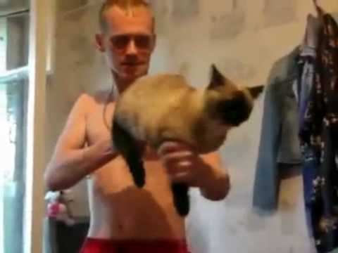 funny cat machine gun