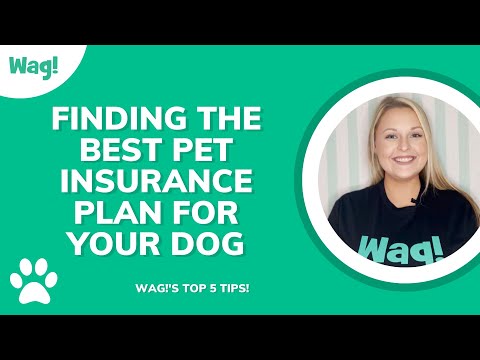 Tips for Finding the Best Pet Insurance for Your Dog | Wag!