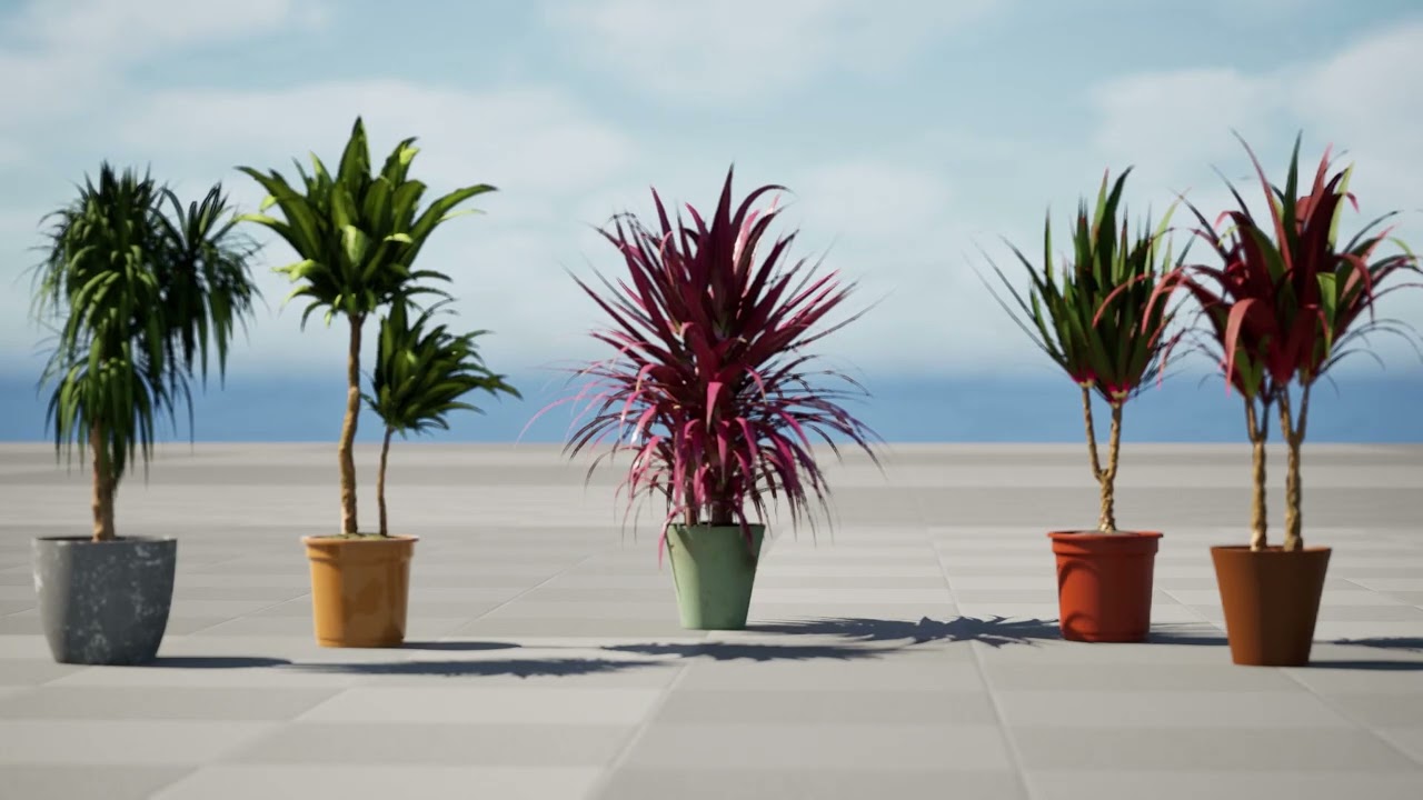 Indoor Dragon palm trees collection 3D Model