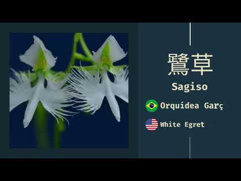 Flores Japonesas y sus Significados | Suki Desu