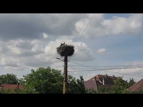 Alparea Comuna Osorhei Bihor