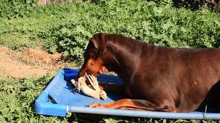 Download lagu Doberman Eating Whole Raw Jumbo Quail mp3