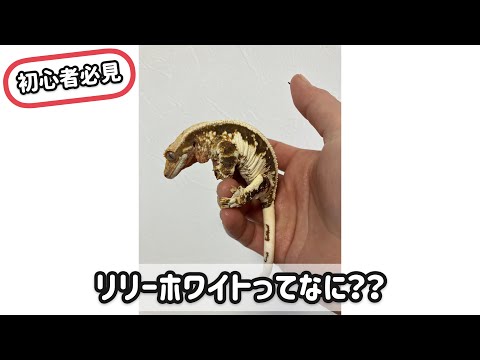 IUCN分類における絶滅の危険性を示す図。