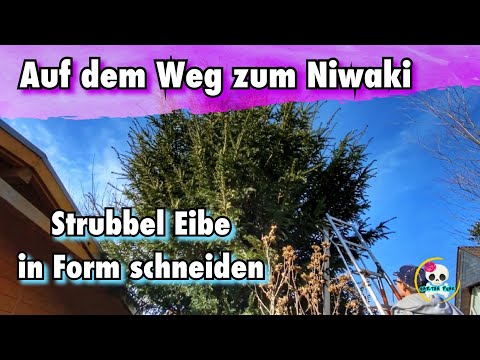Eibe schneiden / Niwaki Eibe ( Big Bonsi ) Radikaler Rückschnitt bei einer Eibe