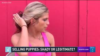 Selling Puppies: Shady or Legitimate?