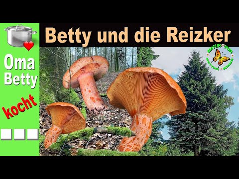 The chanterelles are loose!