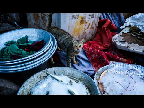 The Purrfect Guide to Cat Care: Everything You Need to Know !