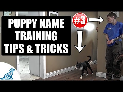 Simple Tricks For Teaching Your Puppy Their Name - Puppy Training Secrets