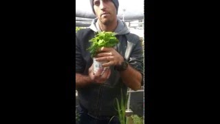 עלים לתה באדנית פשוטה