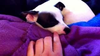 Waking Up a Jack Russel Chihuahua Mix