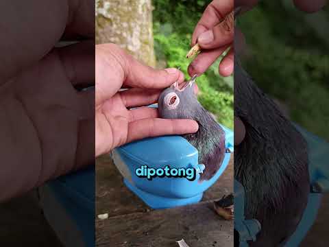 Kenapa merpati ini dimasukkan ke dalam wadah kecil begini?