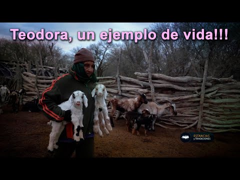 264 Doña Teodora vive sola con sus chivas (San Juan) - Estancias y Tradiciones