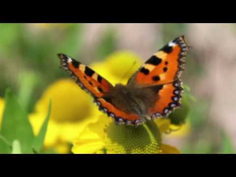Motýlek  -  Václav Neckář