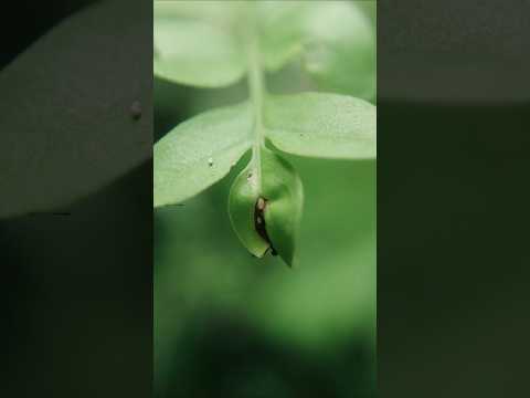 Nature lover 🌝 #sony #sonyxperia #srilanka #photography #beautiful #nature #naturephotography #pov